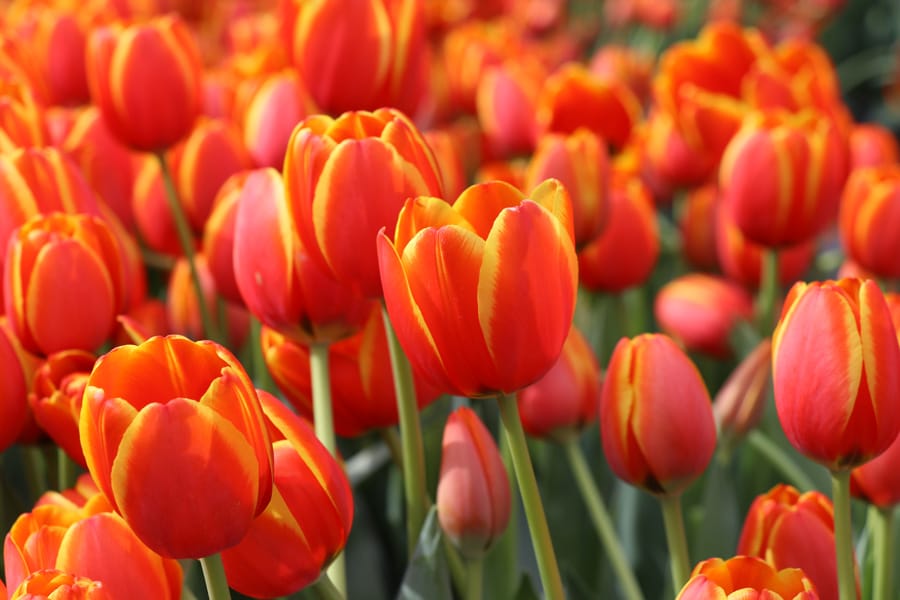 2018 American Tulip Day in San Francisco California at Union Square / Tulpendag San Francisco