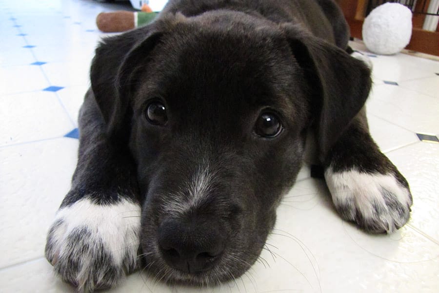 How to Care for a Senior Dog healthcare and wellness - Speckles puppy with paws out