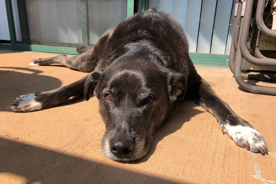 How to Care for a Senior Dog healthcare and wellness - Speckles senior with paws out