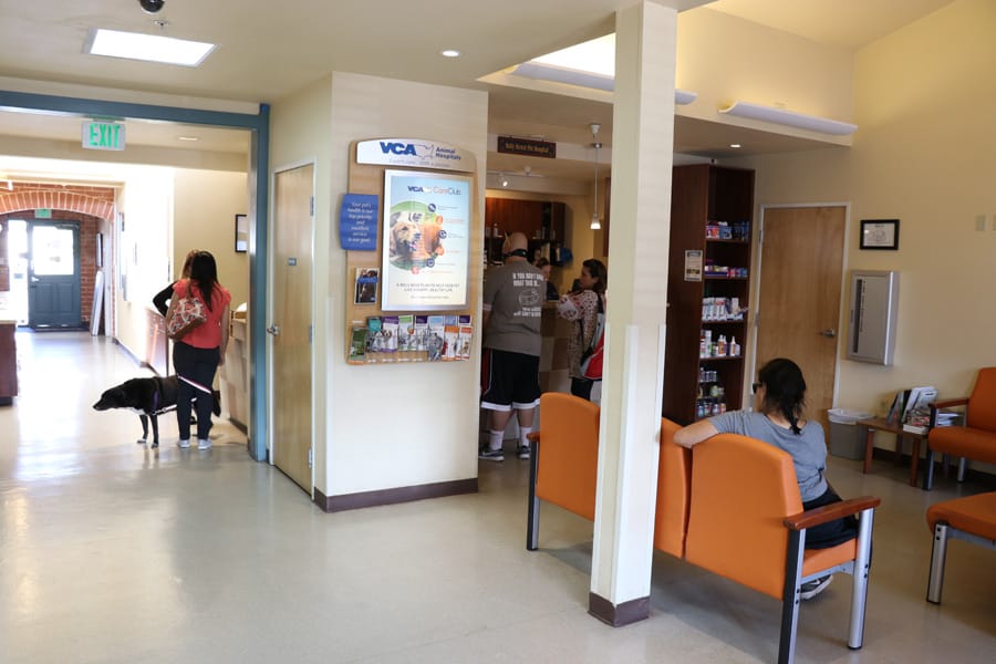 How to Care for a Senior Dog healthcare and wellness - VCA animal hospital san carlos ca