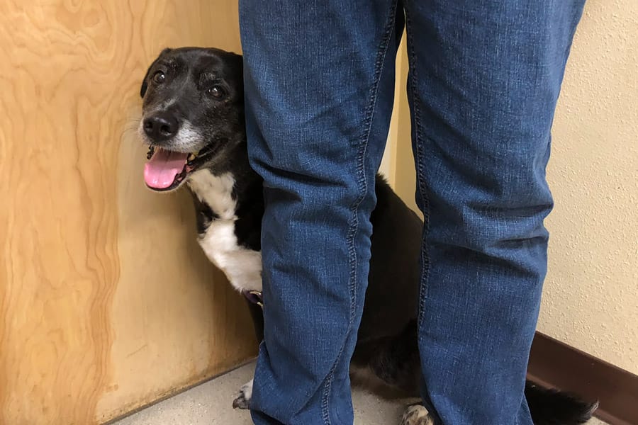 How to Care for a Senior Dog healthcare and wellness - Speckles dog behind legs at vet