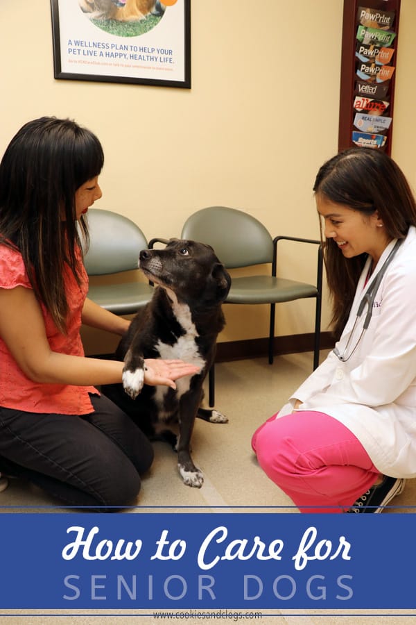 How to Care for a Senior Dog healthcare and wellness - Caring for senior older aged dogs