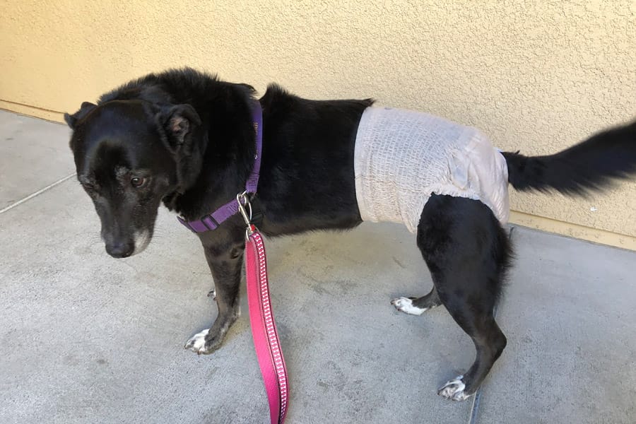Bladder Stones in Dogs: Surprise Urinary Tract Infection and bladder stone removal surgery aka Cystotomy dog in diaper