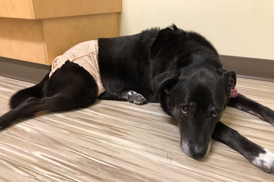 Bladder Stones in Dogs: Surprise Urinary Tract Infection and bladder stone removal surgery aka Cystotomy