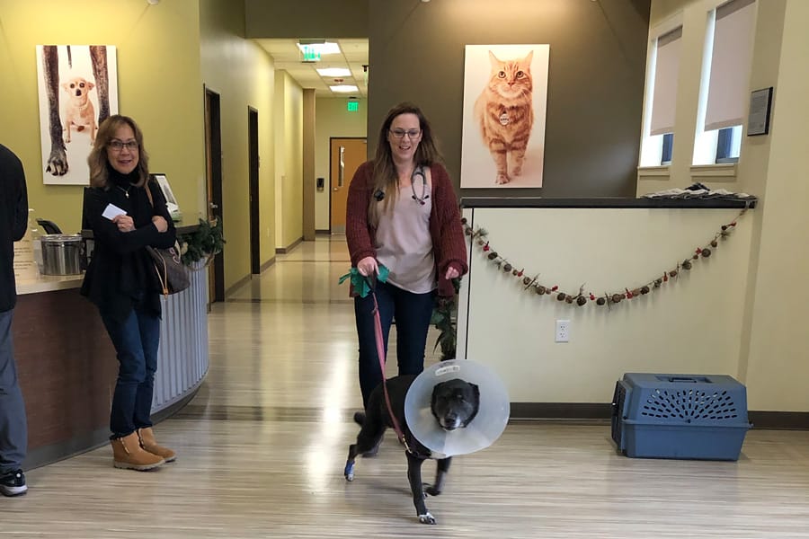 Bladder Stones in Dogs: Surprise Urinary Tract Infection and bladder stone removal surgery aka Cystotomy