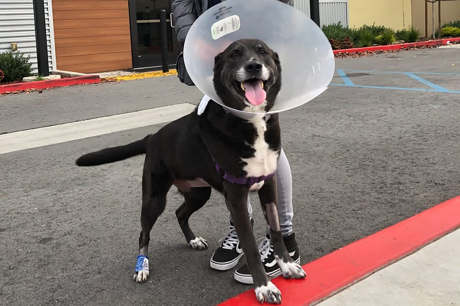 Bladder Stones in Dogs: Surprise Urinary Tract Infection and bladder stone removal surgery aka Cystotomy