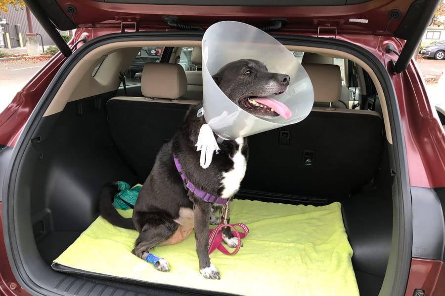 Bladder Stones in Dogs: Surprise Urinary Tract Infection and bladder stone removal surgery aka Cystotomy