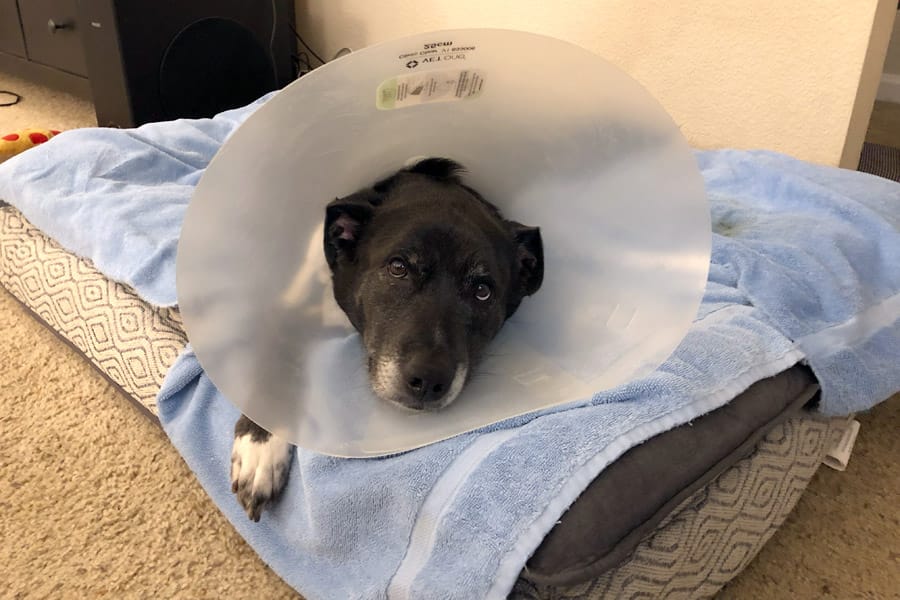 Bladder Stones in Dogs: Surprise Urinary Tract Infection and bladder stone removal surgery aka Cystotomy cone of shame