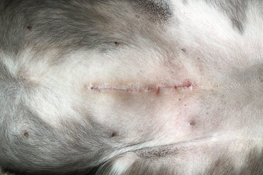 Bladder Stones in Dogs: Surprise Urinary Tract Infection and bladder stone removal surgery aka Cystotomy healing incision wound