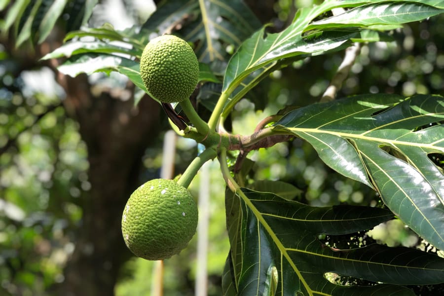 Taking the Allerton Garden Tour in Lawai Valley on the South Shore. 1 of 3 National Tropical Botanical Gardens in Kauai Hawaii. Breadfruit bread fruit
