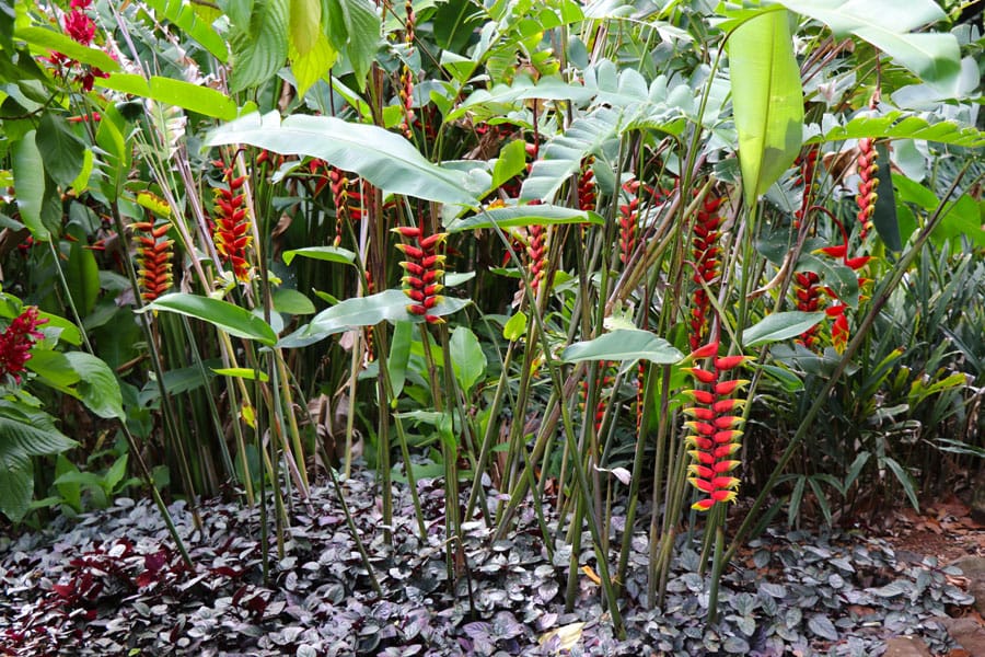 Taking the Allerton Garden Tour in Lawai Valley on the South Shore. 1 of 3 National Tropical Botanical Gardens in Kauai Hawaii. Birds of paradise family