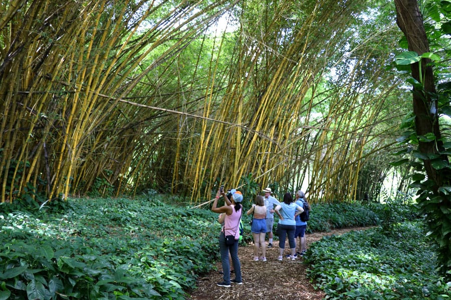 allerton-garden-13 Taking the Allerton Garden Tour in Lawai Valley on the South Shore. 1 of 3 National Tropical Botanical Gardens in Kauai Hawaii. Bamboo room