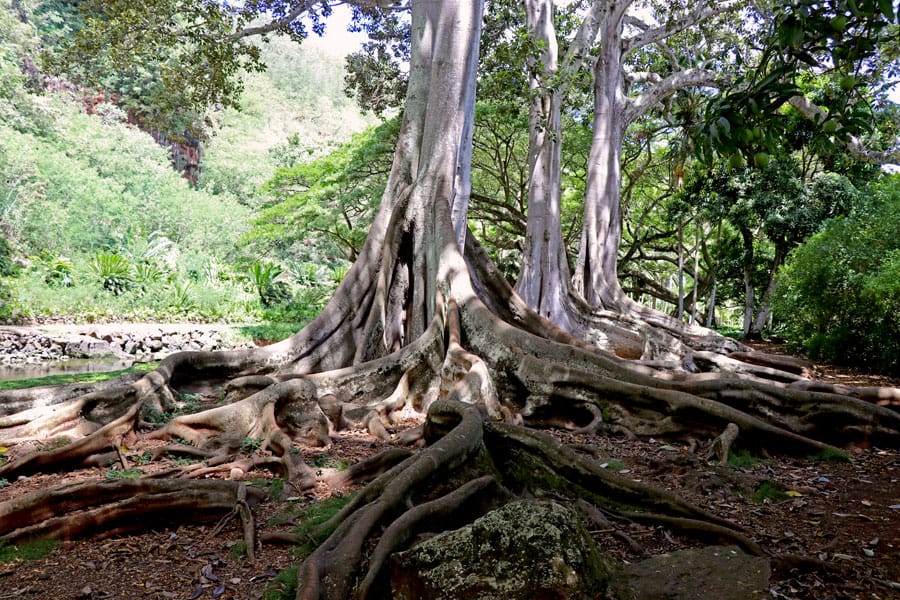 Taking the Allerton Garden Tour in Lawai Valley on the South Shore. 1 of 3 National Tropical Botanical Gardens in Kauai Hawaii. Moreton Bay Fig Trees Jurassic Park