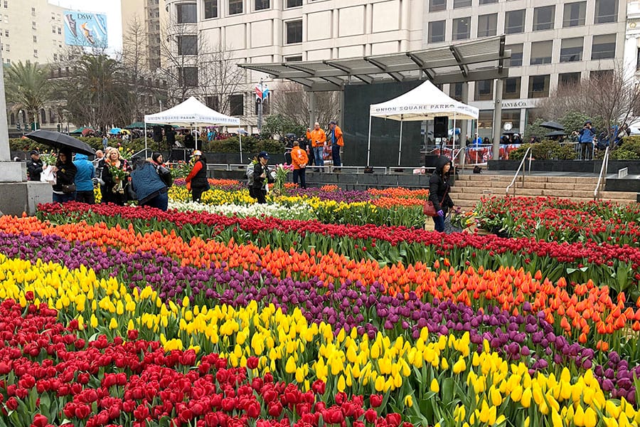 2020 Flower Bulb Day in San Francisco on March 7th! at Union Square in San Francisco on March 7. Photo from 2019 free tulips event
