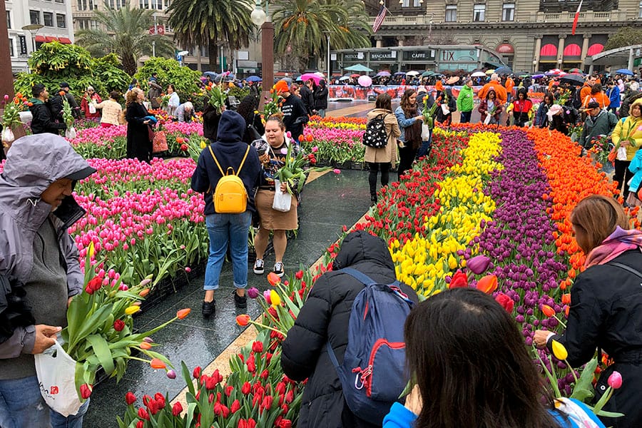 2020 Flower Bulb Day in San Francisco on March 7th! at Union Square in San Francisco on March 7. Photo from 2019 free tulips event