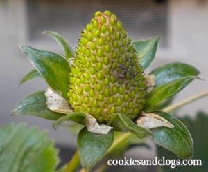 Strawberry Growing From Flower