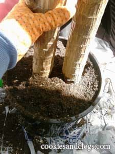 How To Repot Re Pot a Plant in a new container tutorial