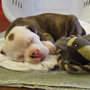 Adorable and sweet Fudge — the 6-week-old pit bull puppy we were foster parents for.