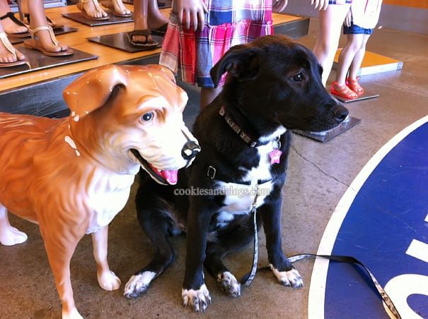 Old Navy is Dog-Friendly