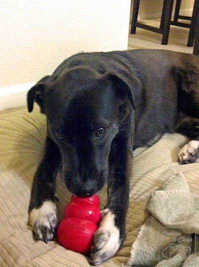 The 20 Dreaded Minutes of Canine Destruction