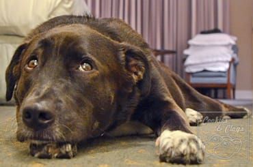 Sad dog face, Dog injury - torn ccl / acl