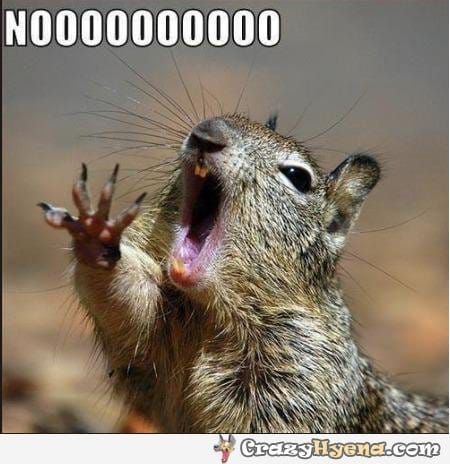 Squirrel Yell No