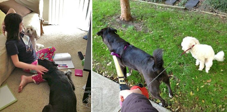 Double Trouble - Dog Sitting Is Not Easy