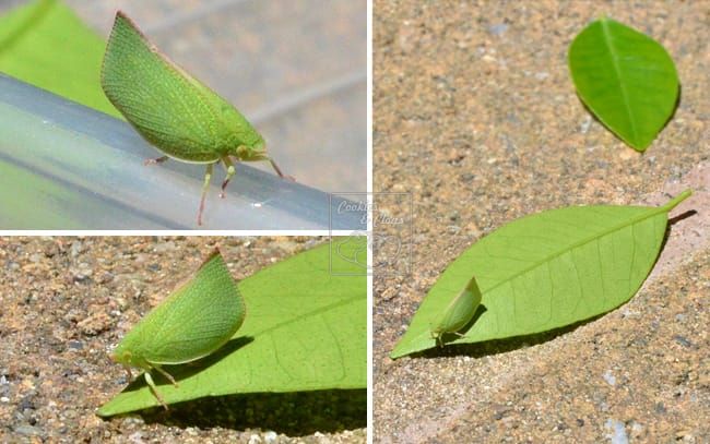 Conehead Planthopper / Acanalonia conica looks like leaf bug