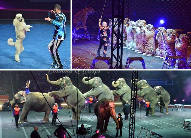 2013 Ringling Bros. Barnum & Bailey Built to Amaze Circus in San Jose, CA