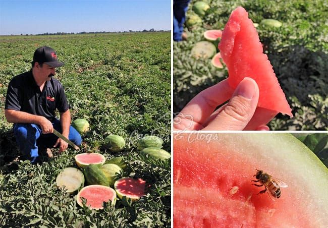 Perry & Sons Watermelon Farm Tour Courtesy of Safeway