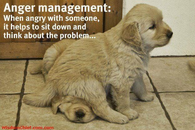 Quote About Life Anger Management w/ Puppies Sitting on Each Other #Quote