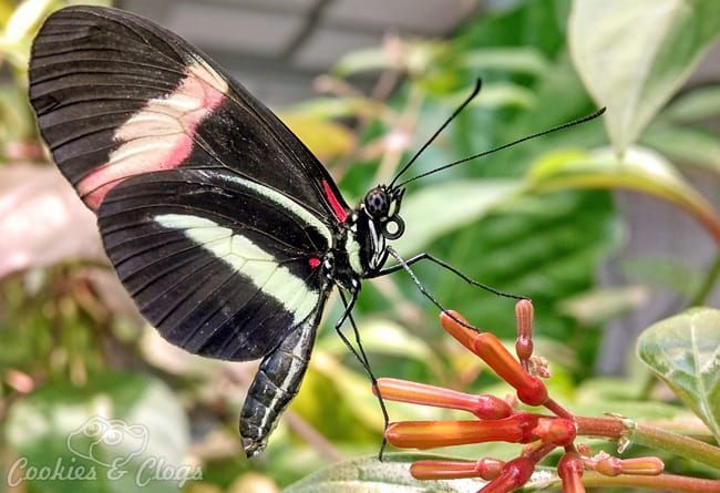 Butterfly at California Academy of Sciences at Golden Gate Park in San Francisco, CA #SFBay