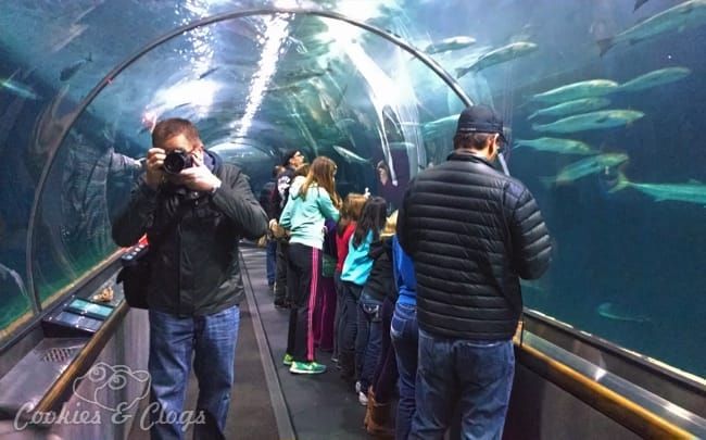 Aquarium of the Bay, San Francisco, CA #SFBay