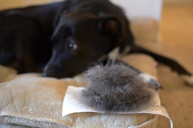 Luma Comfort AP400W Air Purifier Review - Dog / Pet Hair / Fur