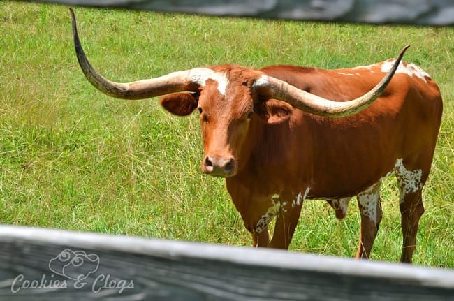 Travel photos of rural areas outside Montgomery, Alabama – Longhorn steer #Travel #Photography