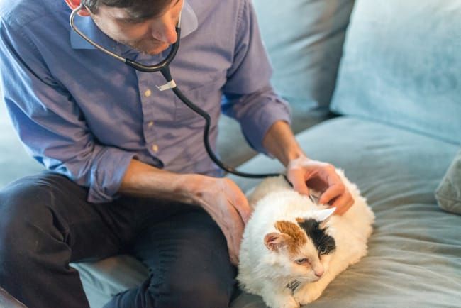 VetProto Mobile Veterinary Service – Home Vet Visits in San Francisco