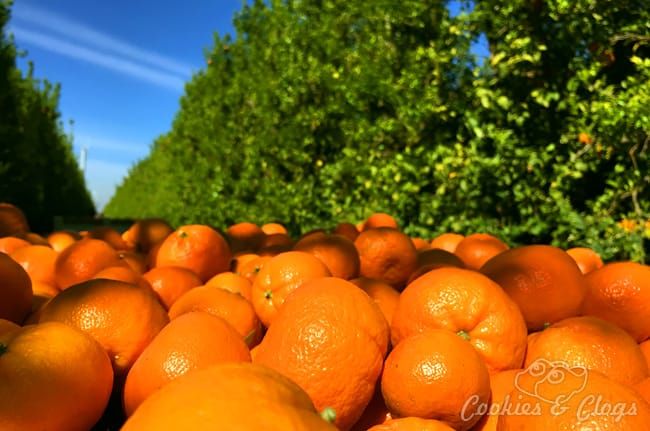 Food | Agriculture | Harvesting Cuties at the Sun Pacific Citrus Farm Tour in Mariposa, California. From here to McDonald’s.