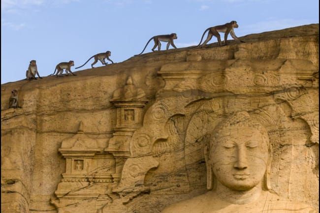 Movies | Disneynature’s Monkey Kingdom is now in theaters. Check out this Monkey Kingdom review to see if it’s right for your