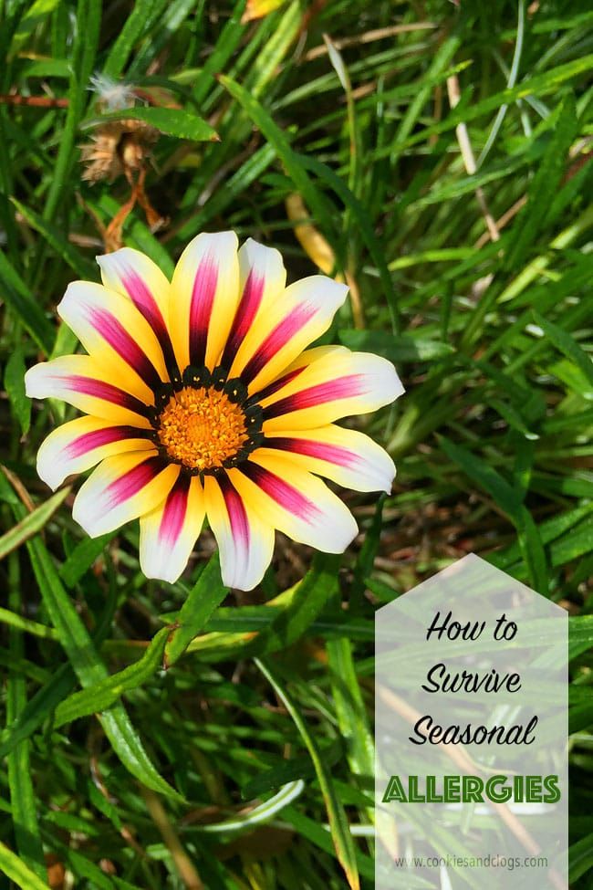 Health | Allergies | How to survive this spring / springtime allergy season – here are some tips to reduce the sneezing, snif