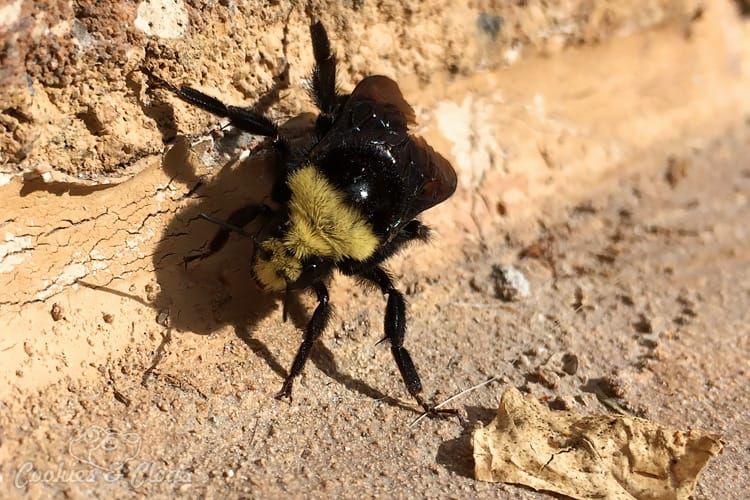 Humor | Nature | My teen daughter found a bumblebee walking around (while taking the dog out) and decided to feed it. See how