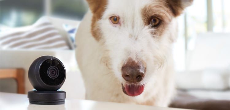 Pets | Cats | Dogs | May is National Pet Month and Logitech is partnering with San Francisco SPCA and Boston’s MSPCA-Angell.