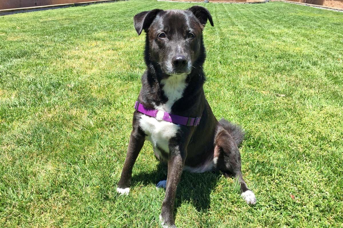 Cookies & Clogs | Dogs | Pets | See how to take the stress out of dog grooming and your next dog bath using Petco Grooming. #