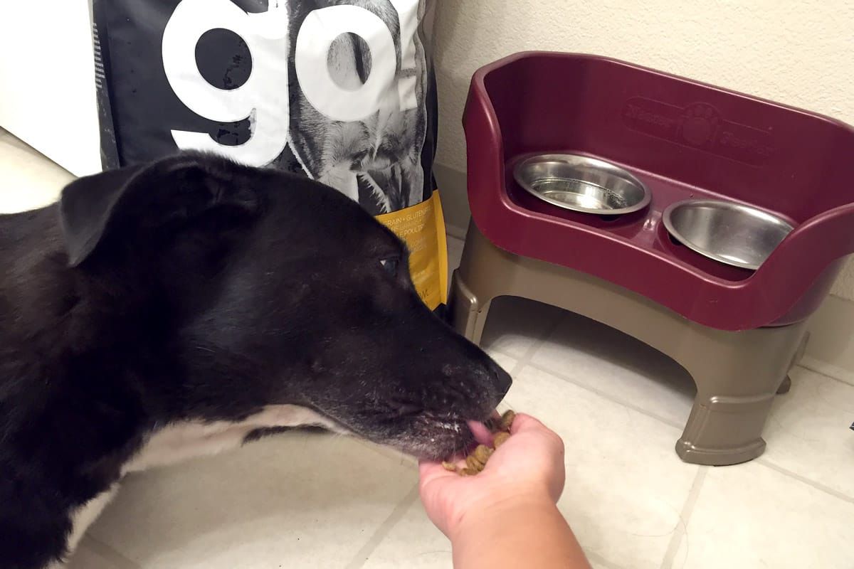 Cookies & Clogs | Dogs | Pets | New Petcurean GATHER dog food is coming in the fall of 2016. Find out what other new products