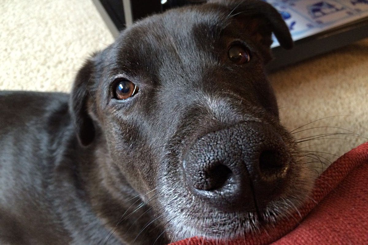 How to Switch Dog Food Brands & New GATHER Organic Dog Food