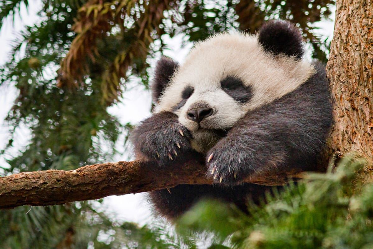 Cookies & Clogs | Born in China Printable Fun Facts and baby panda video clip.