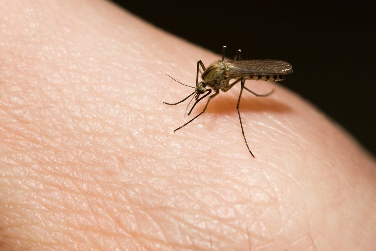 Secret Summer Hack — How to Prevent Mosquito Bites Using These Three Items