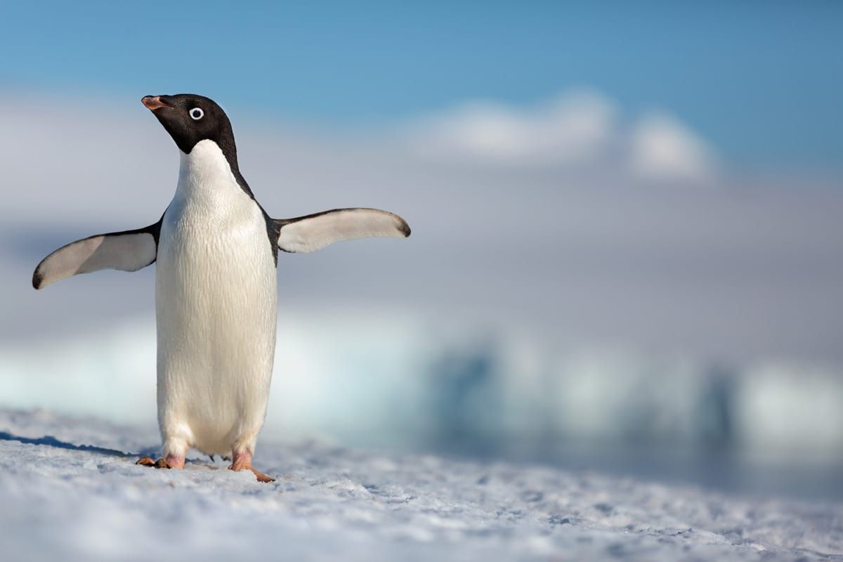 Disneynature PENGUINS new trailer. Release date - Earth Day 2019