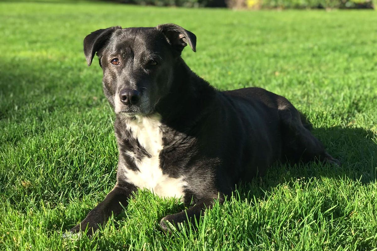 How to Care for a Senior Dog healthcare and wellness - Senior dog lab laying in grass