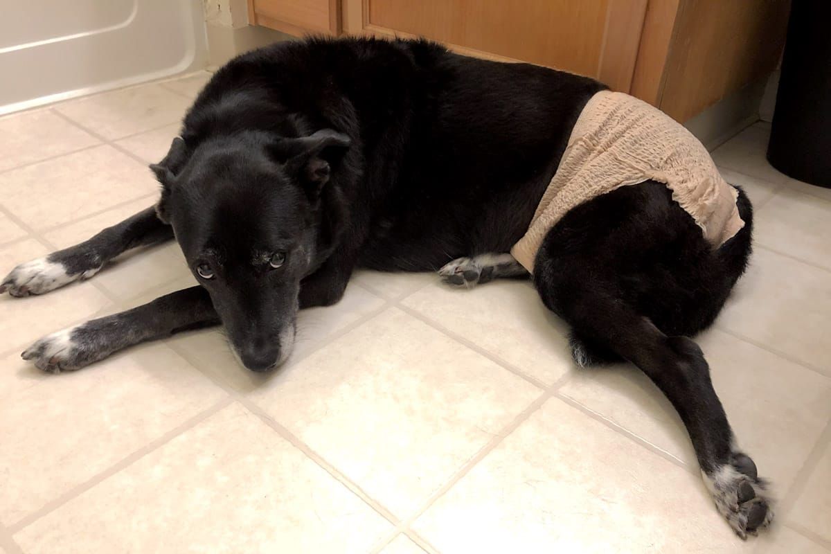 Bladder Stones in Dogs: Surprise Urinary Tract Infection and bladder stone removal surgery aka Cystotomy
