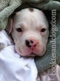 Adorable and sweet Fudge — the 6-week-old pit bull puppy we were foster parents for.